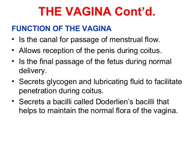 what is the function of the vagina Bob spot porn mpeg
